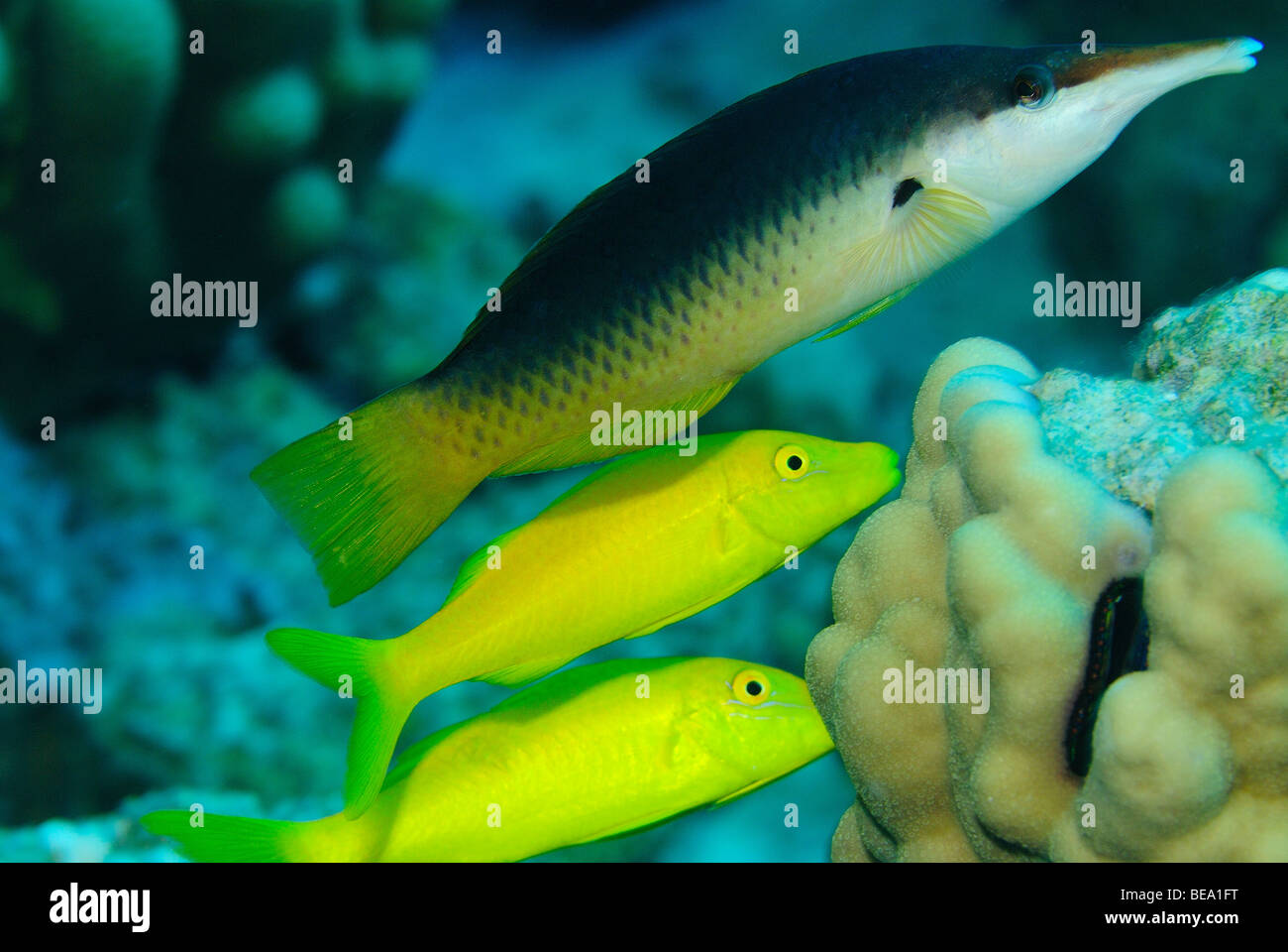 Green birdmouth wrasse in the Red Sea, Egypt Stock Photo