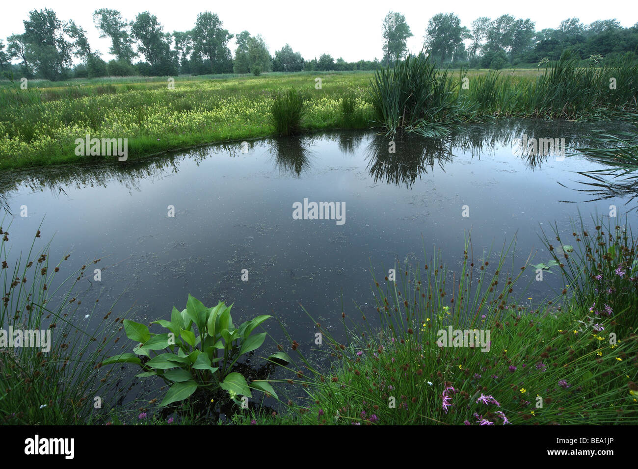Common Water-plantain (Alisma plantago-aquatica) in pool, nature reserve, valley of Zuidleie, Belgium Stock Photo