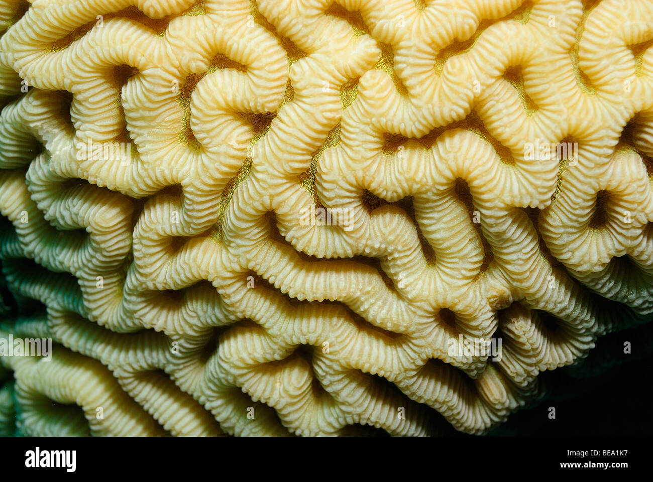 Colony of hard coral in the Red Sea, Egypt Stock Photo
