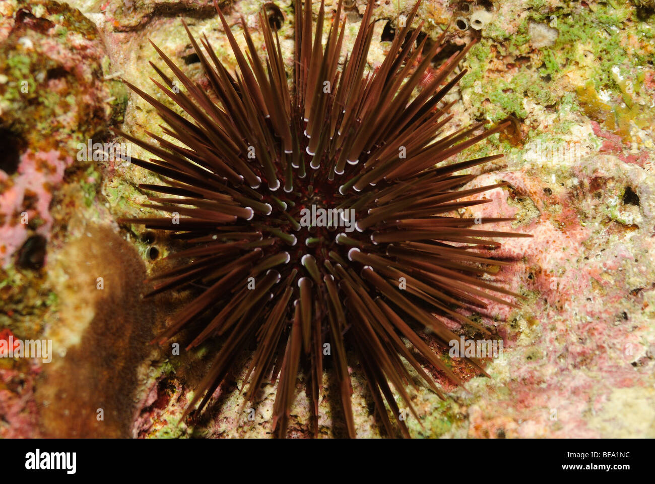 Sea urchin in the Red Sea, Egypt Stock Photo