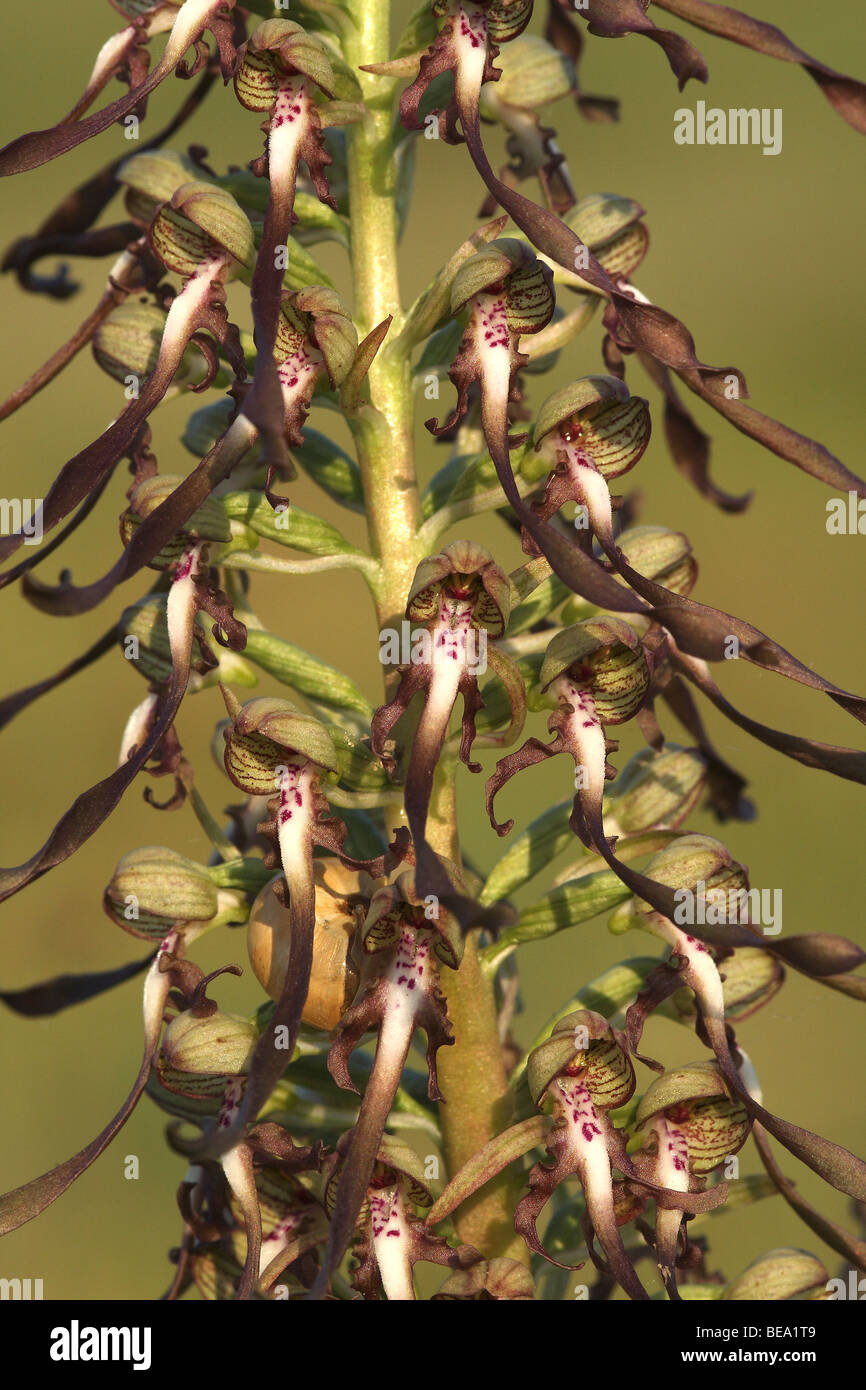 Detail van Bokkenorchis (Himantoglossum hircinum), Frankrijk Detail of Lizard Orchid (Himantoglossum hircinum), France Stock Photo