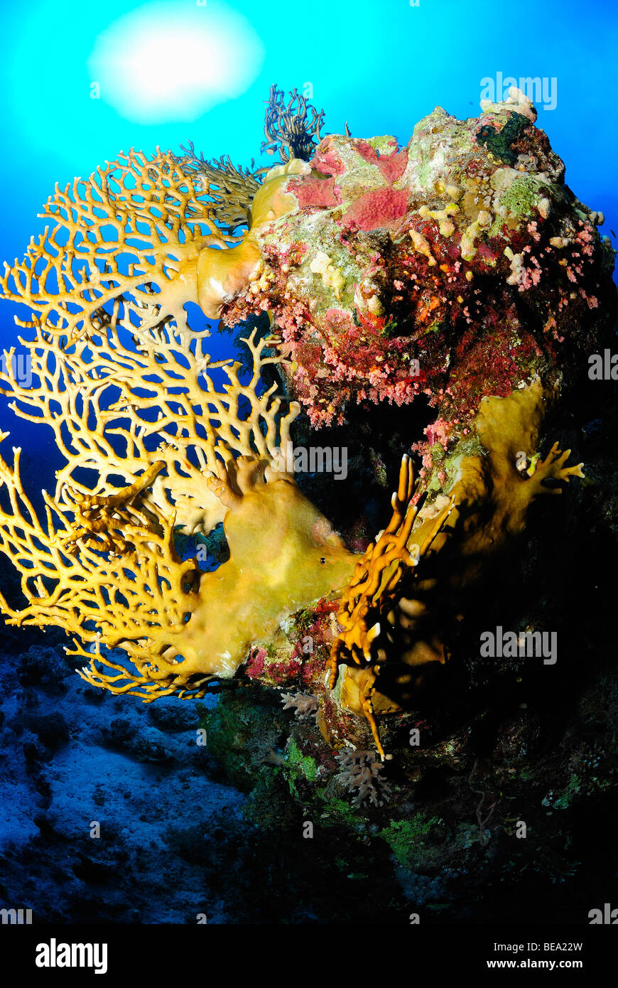 marine life, underwater, red sea, Egypt Stock Photo