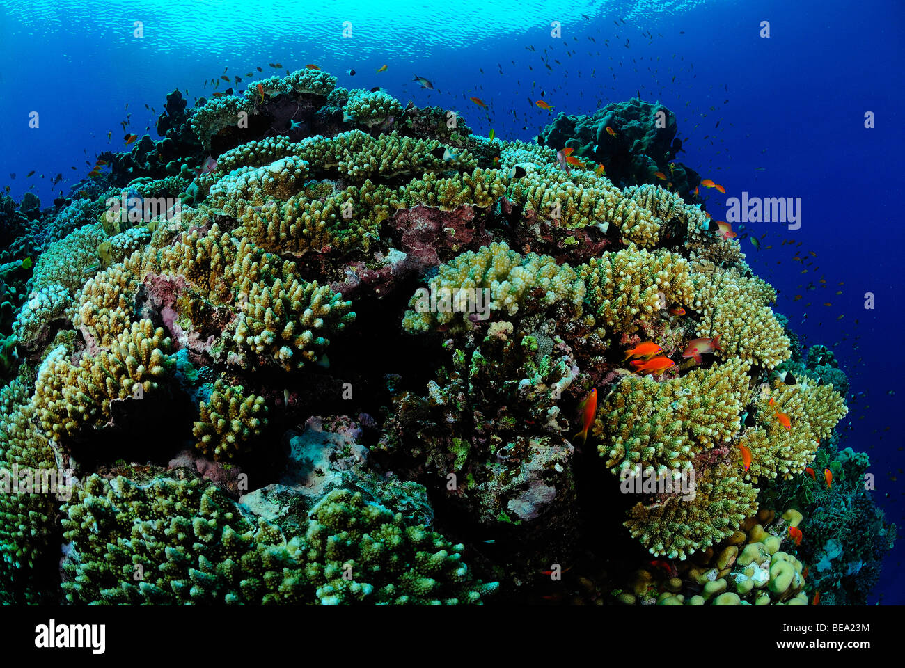 Scenic view of tables of hard coral colony, Red Sea Stock Photo