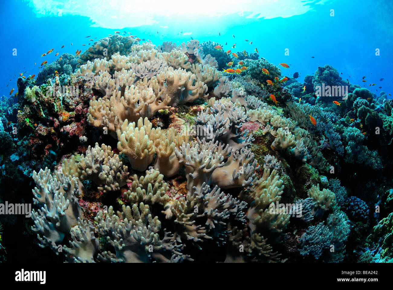 Scenic view of tables of hard coral colony, Red Sea Stock Photo
