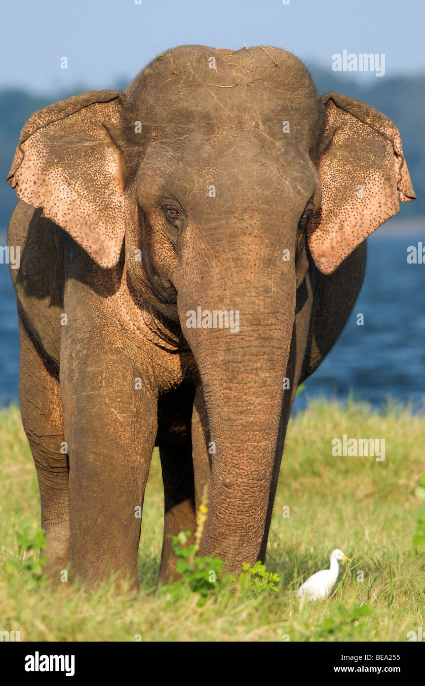 An  Asian elephant at Minneriya National park Sri Lanka Stock Photo