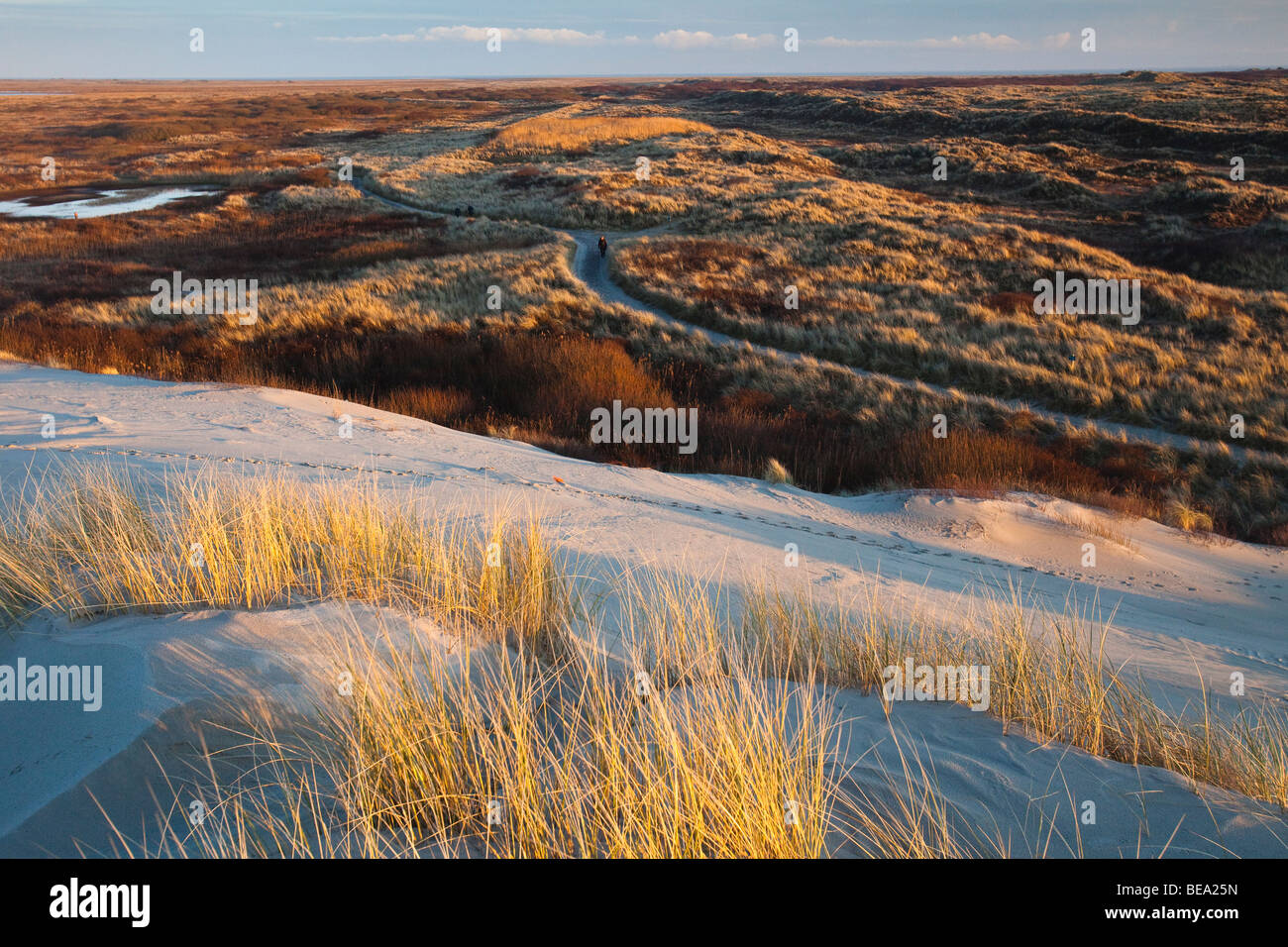 Noordzeeduinen en Boschplaat kwelder in de winterzon. Coastal dunes of North sea and Boschplaat marshland in Wadden sea. Stock Photo