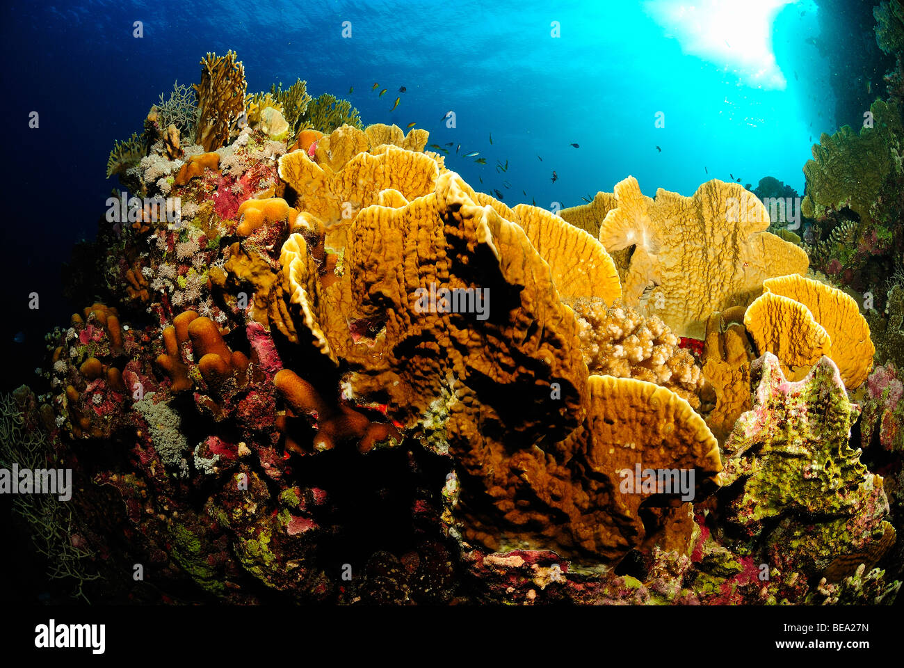 Encrusting fire coral colony, Red Sea Stock Photo