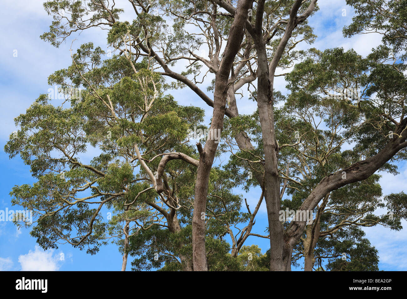 Koa tree in Hawaii Stock Photo