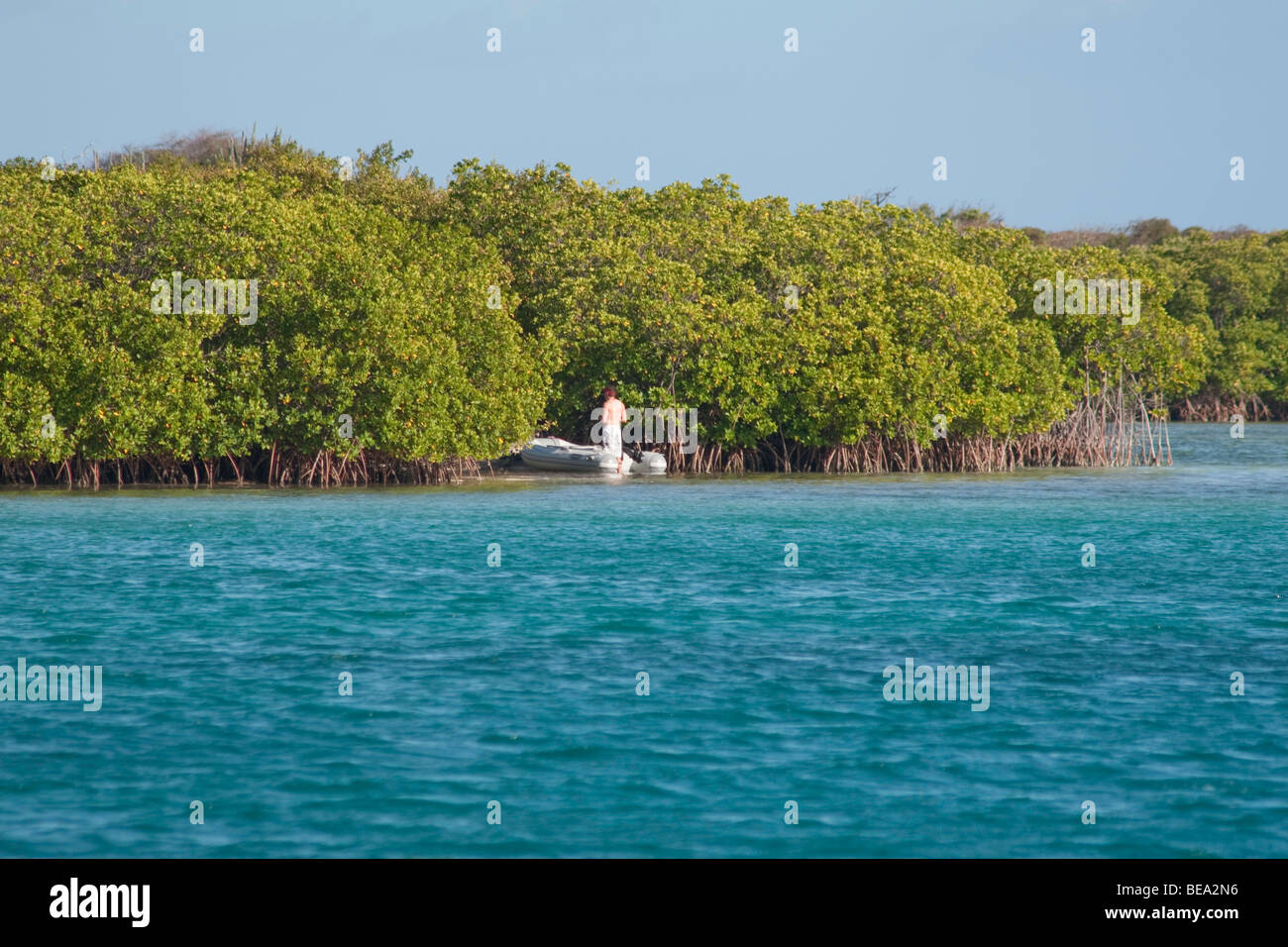 Man Investigating the Mangroves at Bahia de Almodovar, Isla de Culebra, PR Stock Photo