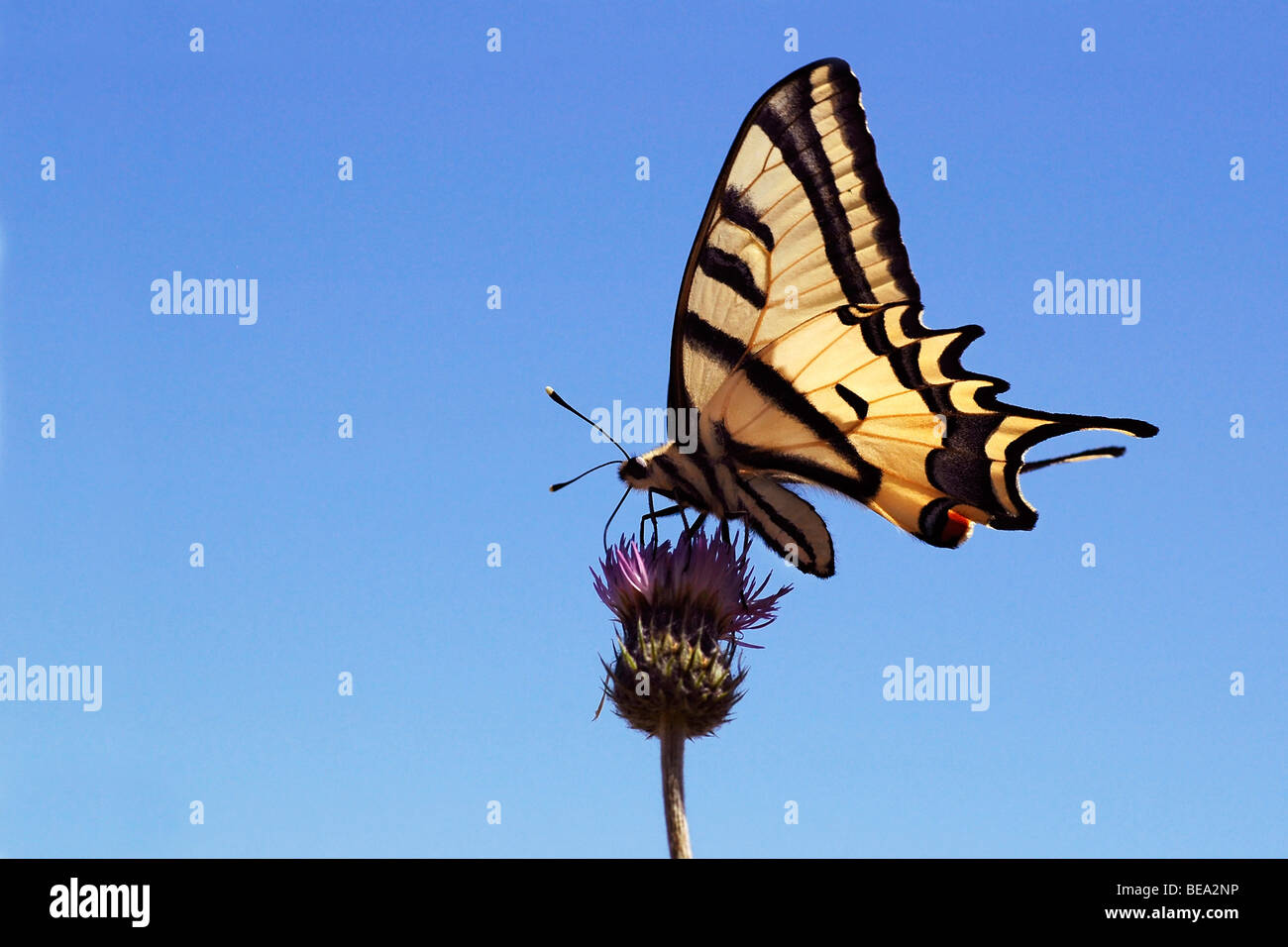 Macro side view of Southern Swallowtail with blue sky on Samos Stock Photo