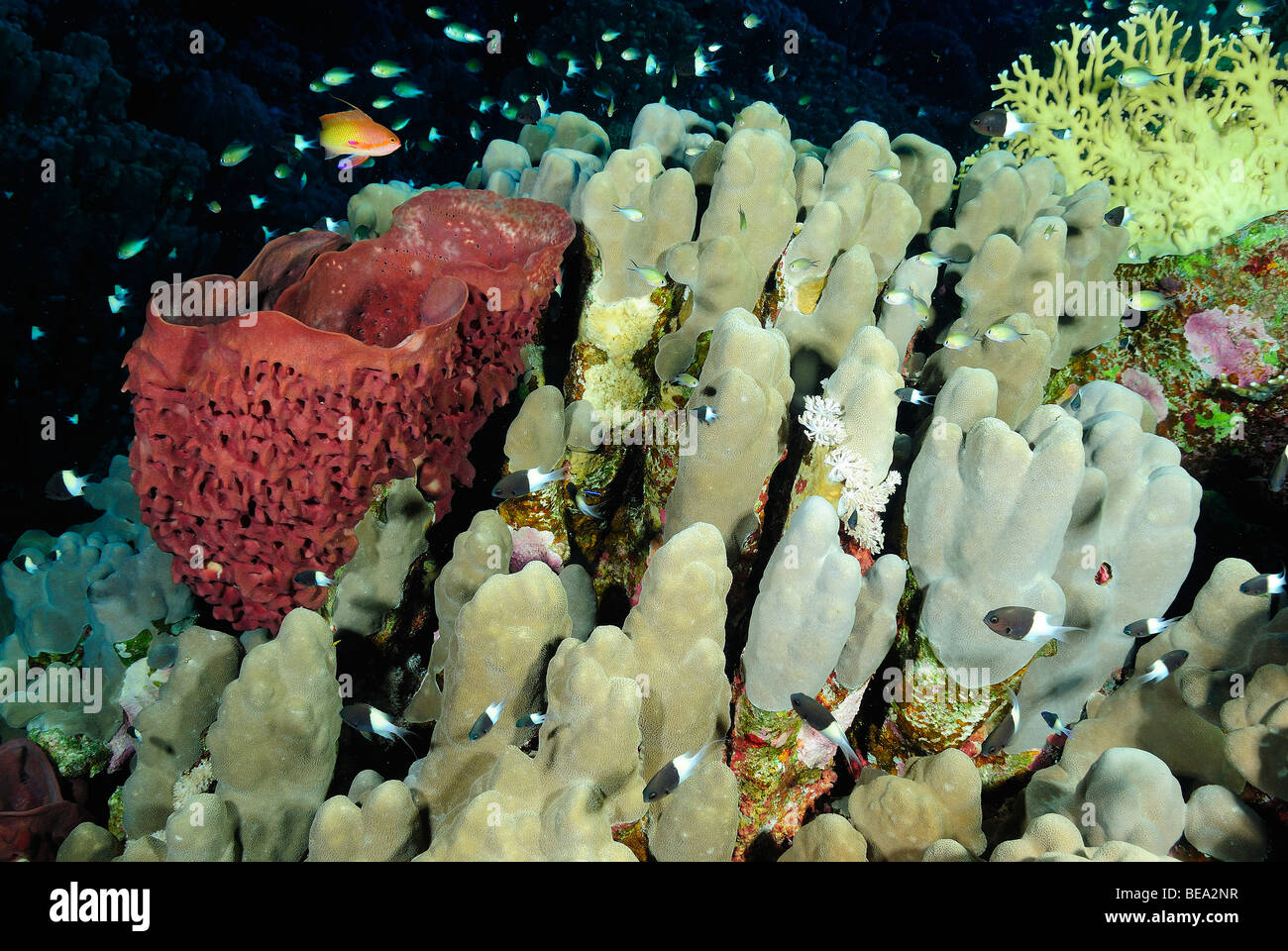 School of bicolor chromis fish over a coral colony, Red Sea Stock Photo