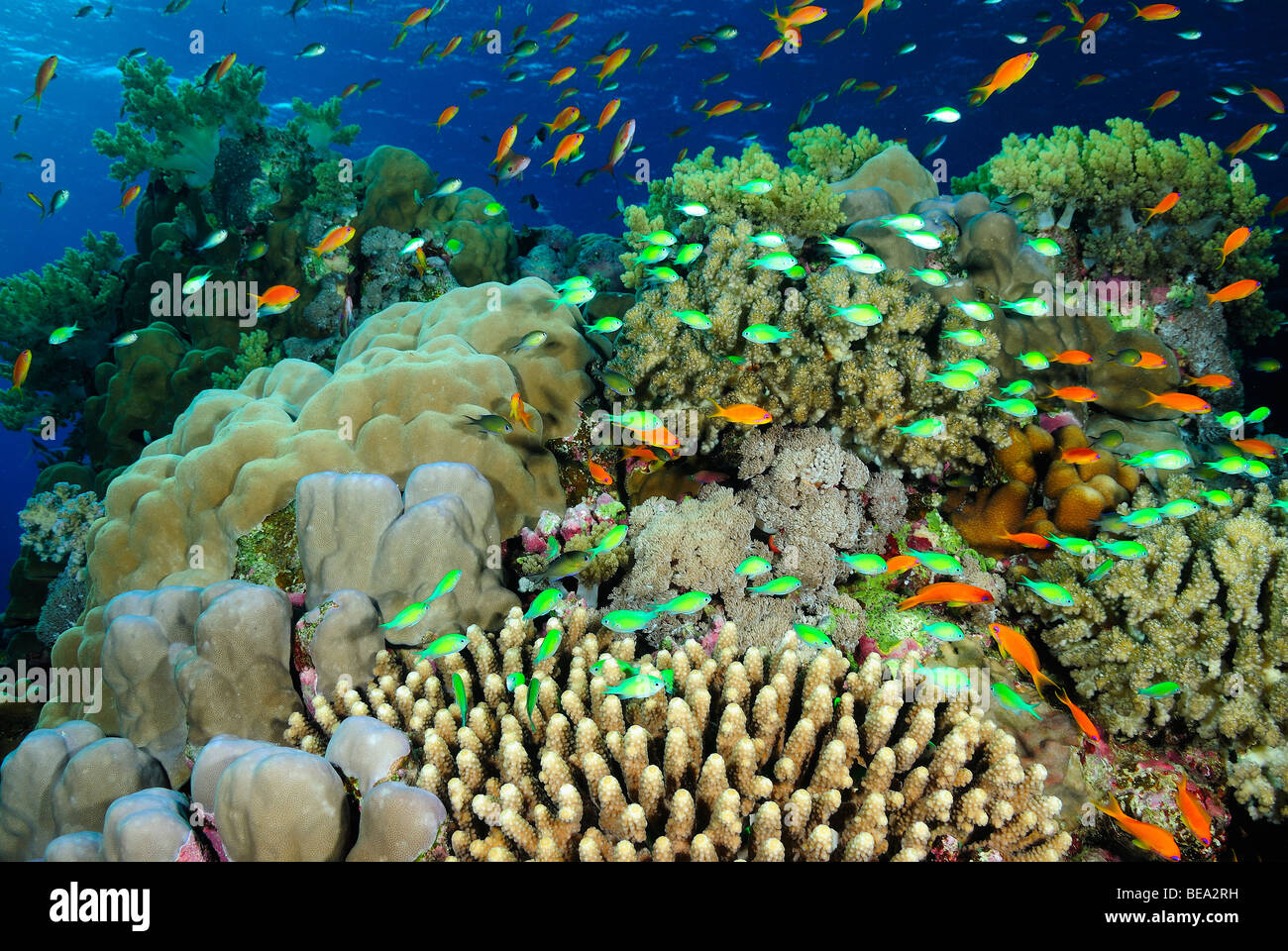 Scenic view on a coral reef, Red Sea Stock Photo
