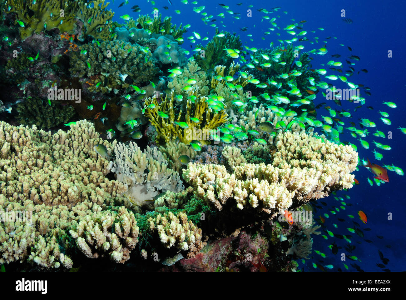 School of blue-green chromis over a coral colony, Red Sea Stock Photo