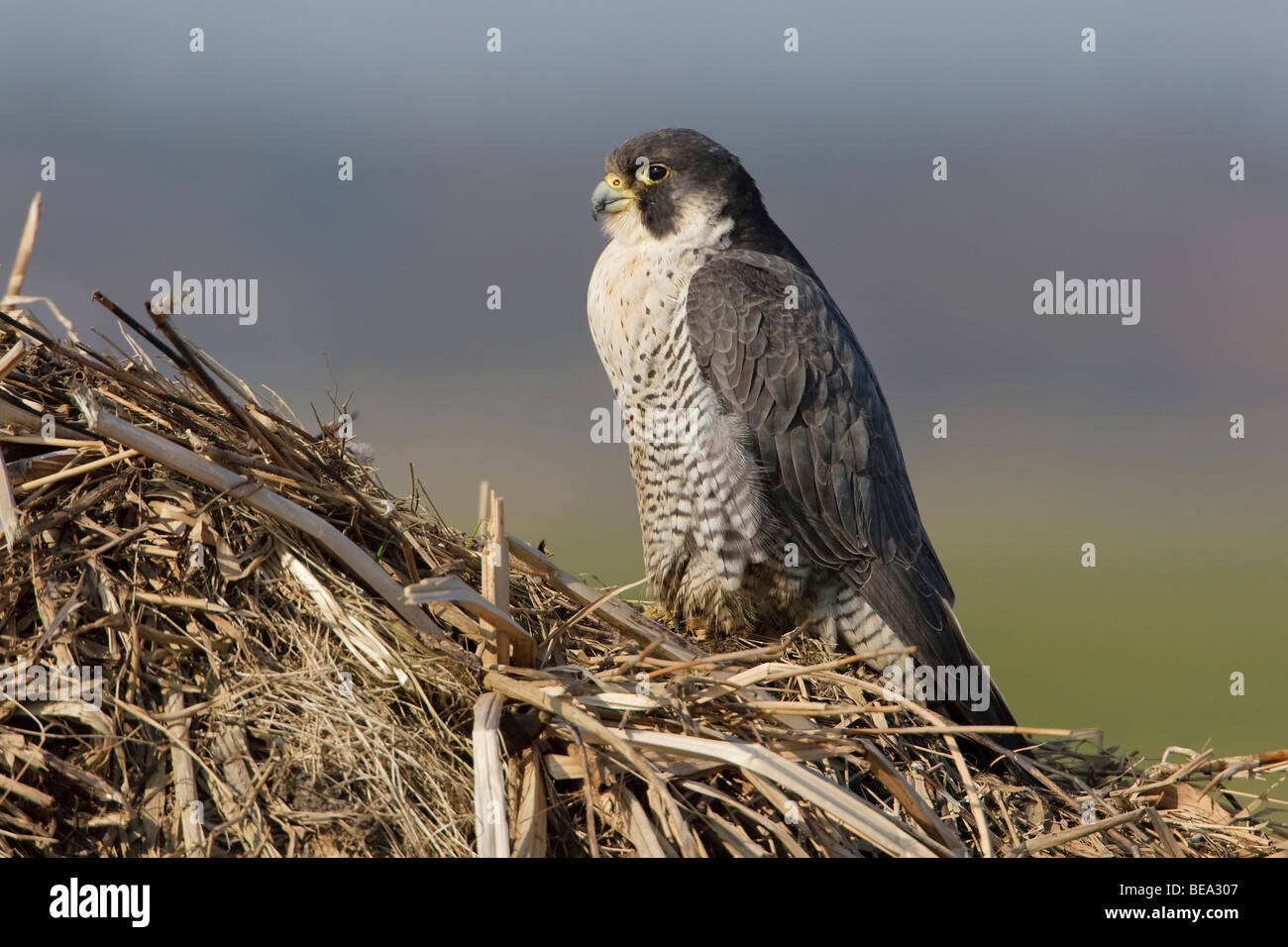 Female Peregrine Falcon Vrouwtje Slechtvalk Stock Photo Alamy