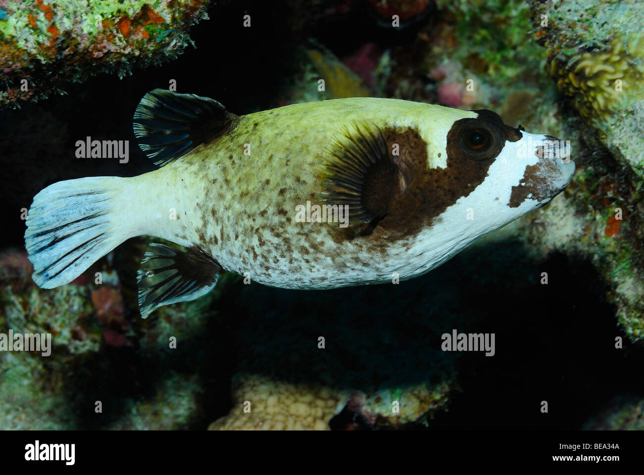 Blackspotted puffer fish, Red Sea Stock Photo