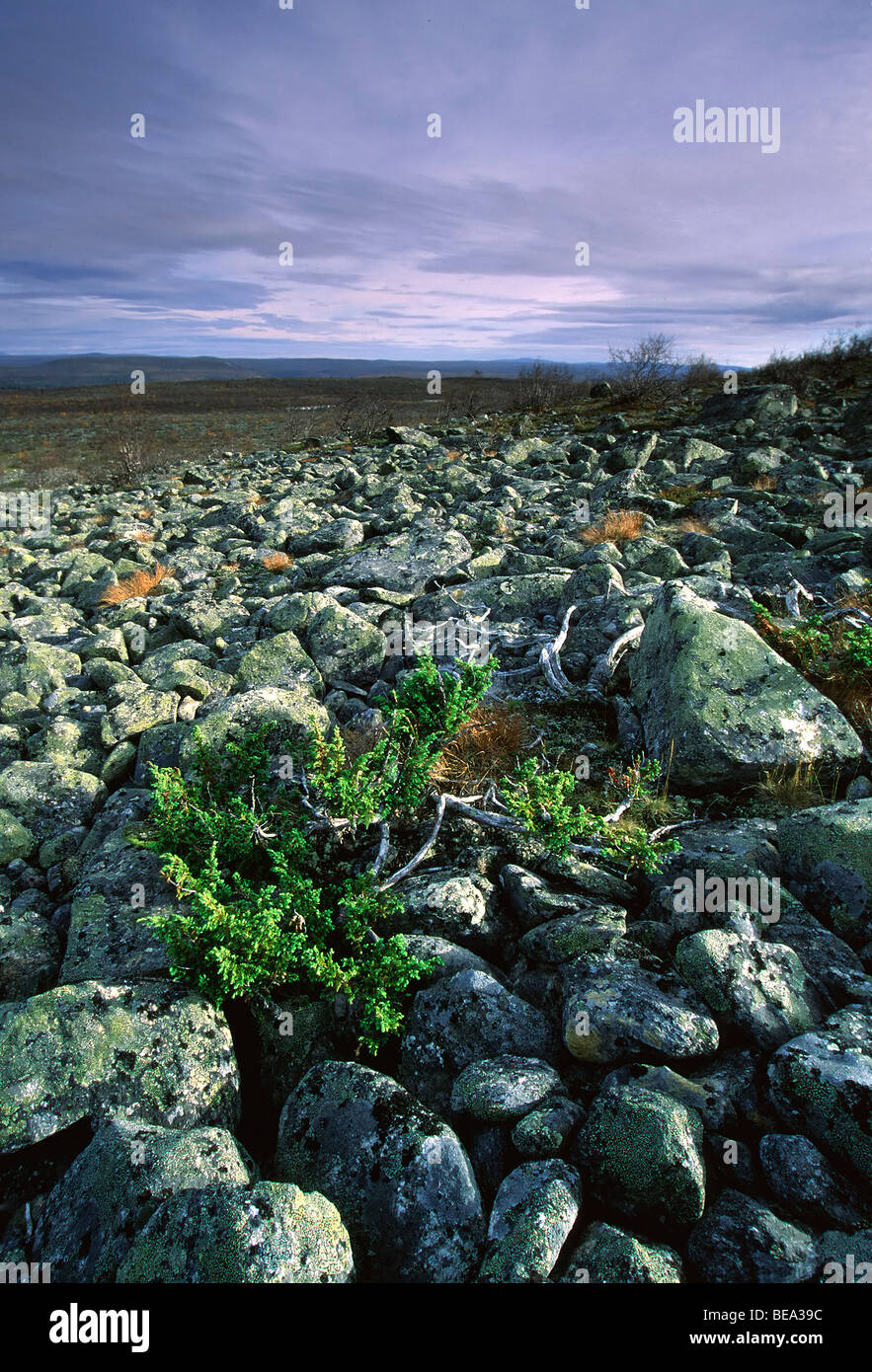Rocky landscape with Juniper (Juniperus communis), Arctic Finland, Scandinavia Stock Photo