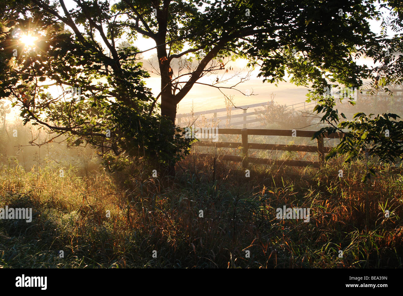 Sunrise over Misty Field with Tree And Farm Fence Stock Photo - Alamy