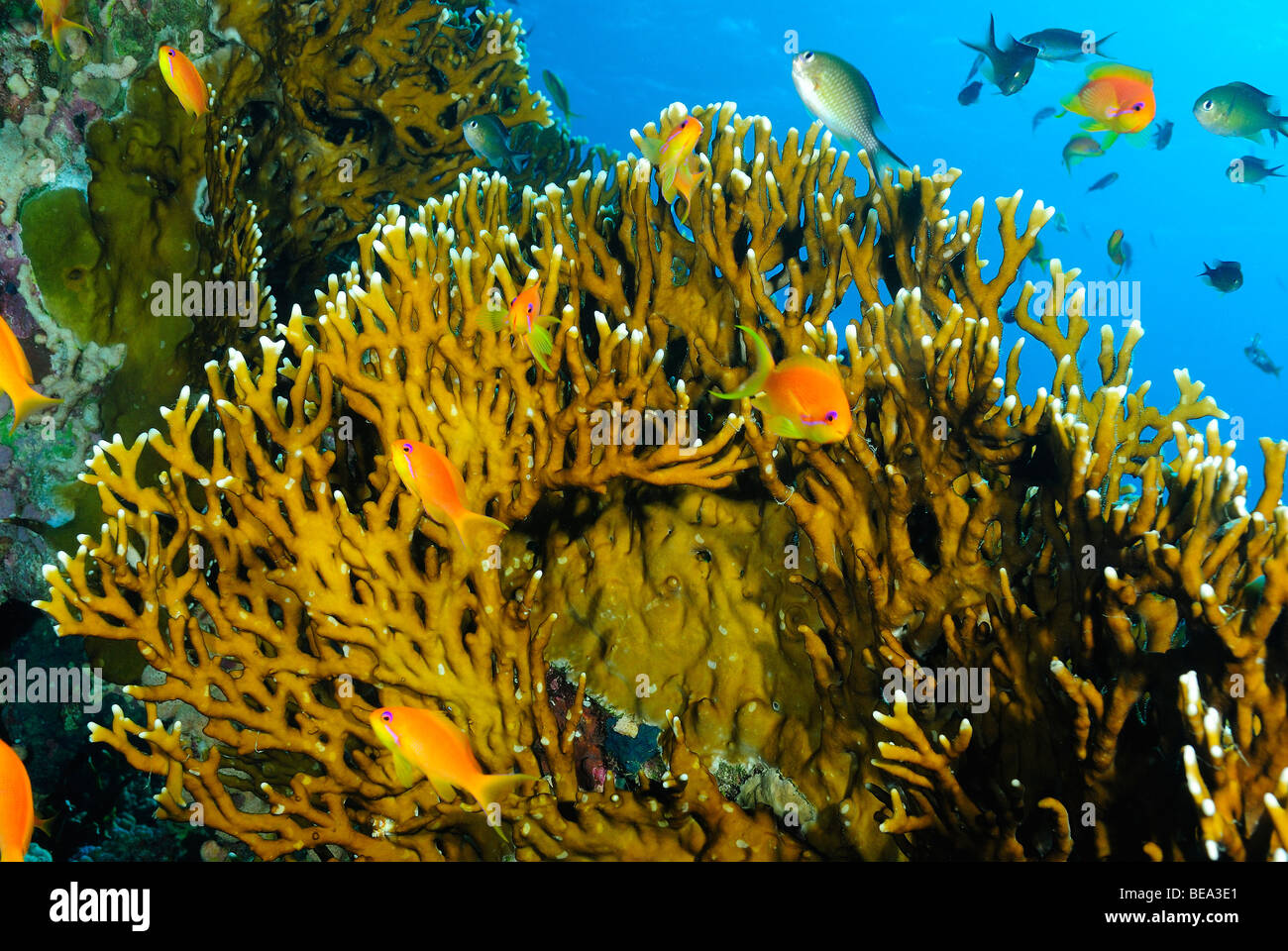 School of scalefin anthias over a coral reef, Red Sea Stock Photo - Alamy