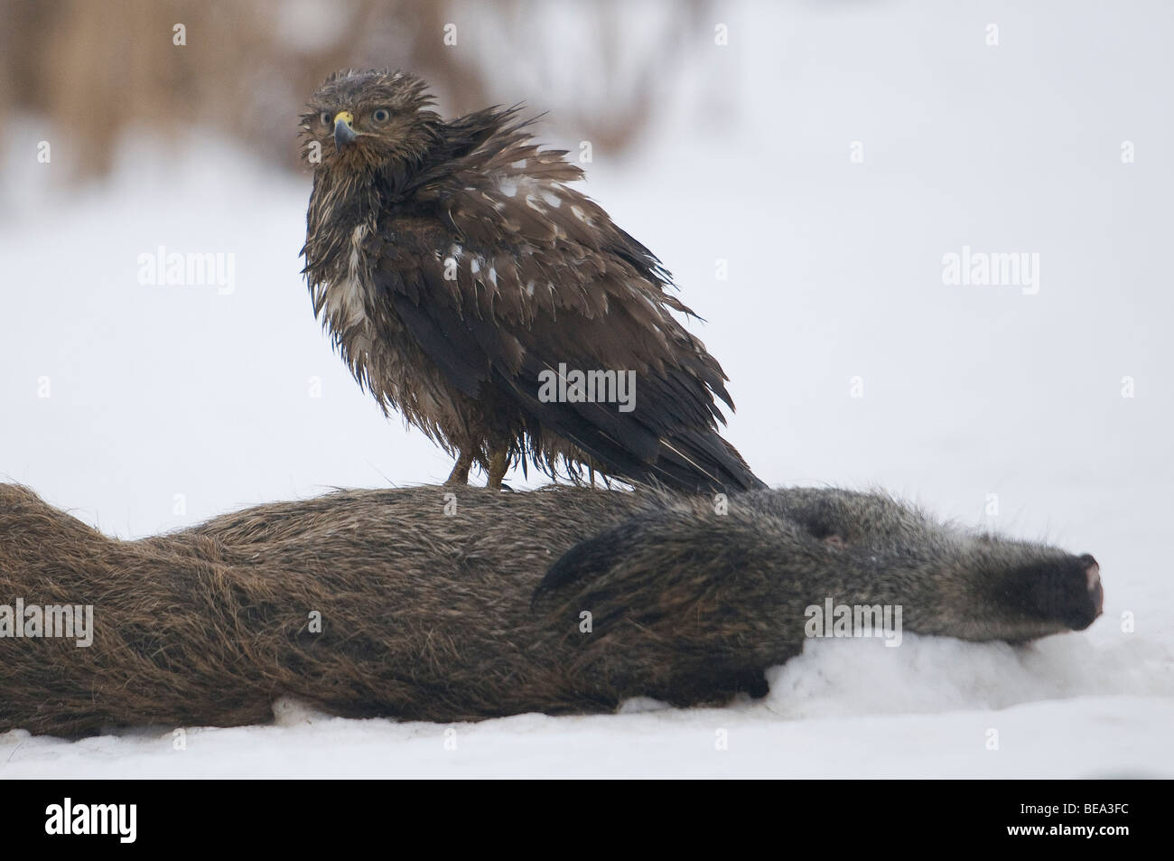 Buizerd zittend op een dood wild zwijn; Eurasian buzzard sitting an a dead wild boar Stock Photo