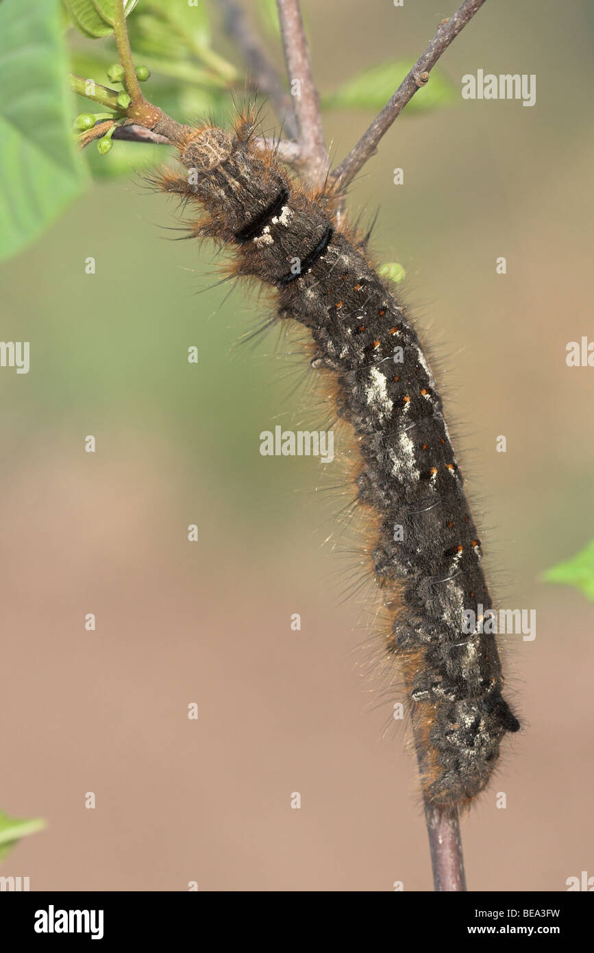 Rups van het Eikenblad; Lappet Caterpillar Stock Photo