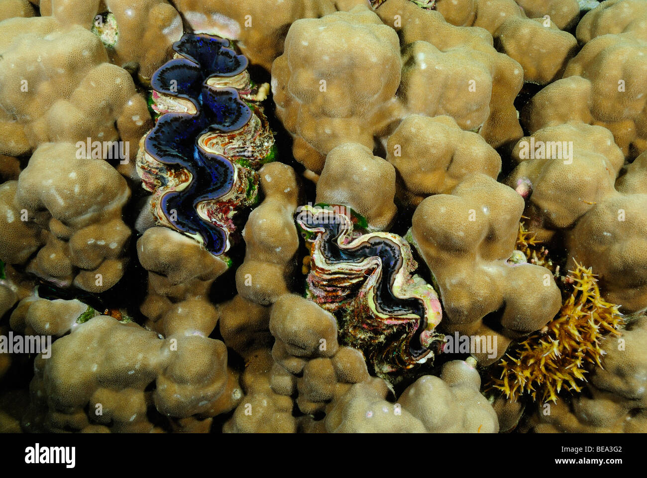 Giant clam growing in coral, Red Egypt. Stock Photo