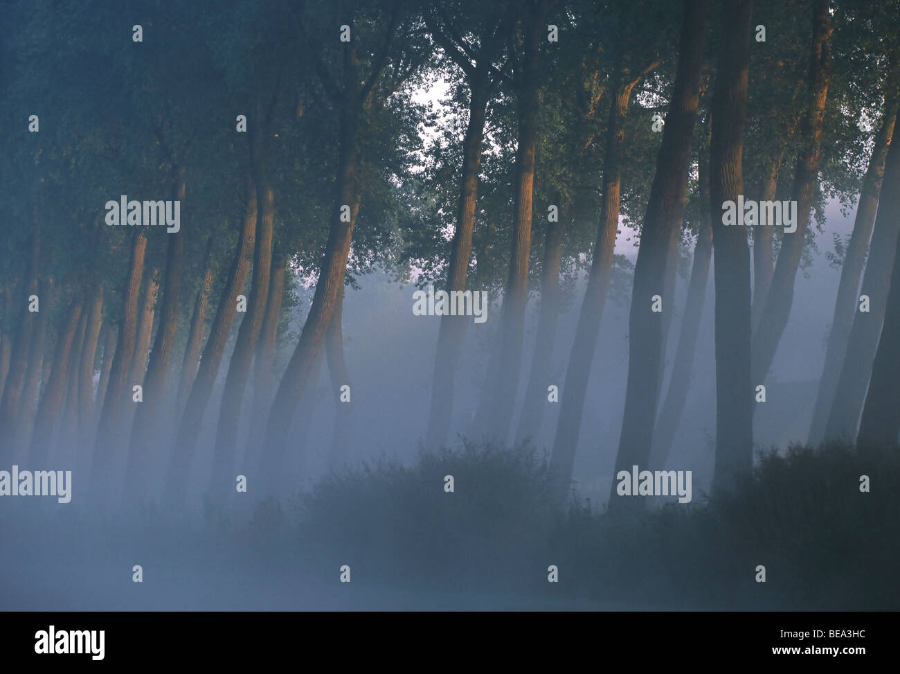 Bomenrij in morgenlicht, Damme, Belgi Treeline in morning light, Damme, Belgium Stock Photo
