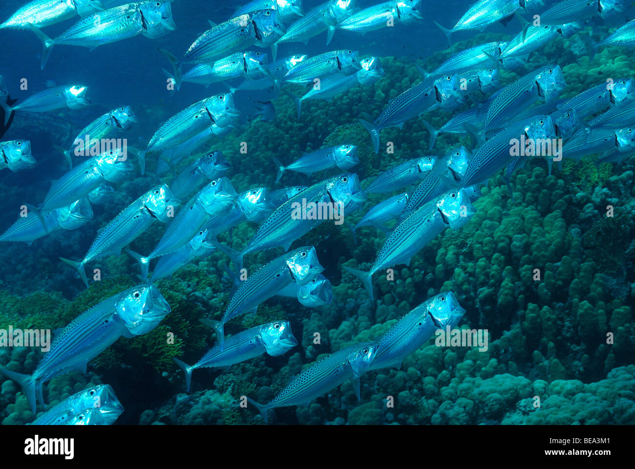 School of Indian mackerel fish, off Marsa Alam, Red Sea, Egypt Stock Photo