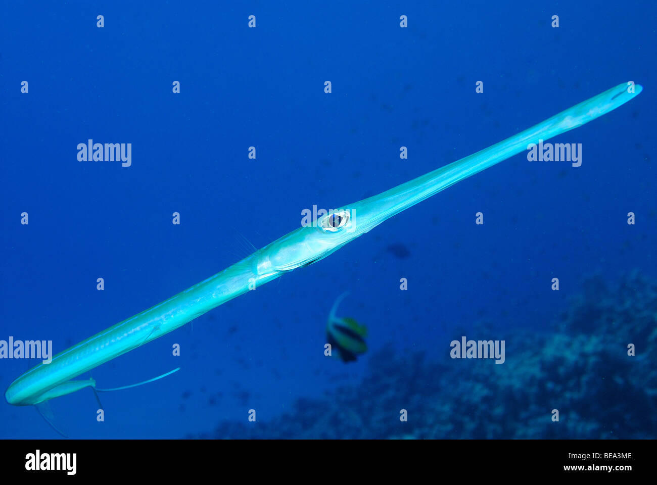 Smooth flutemouth fish hi-res stock photography and images - Alamy