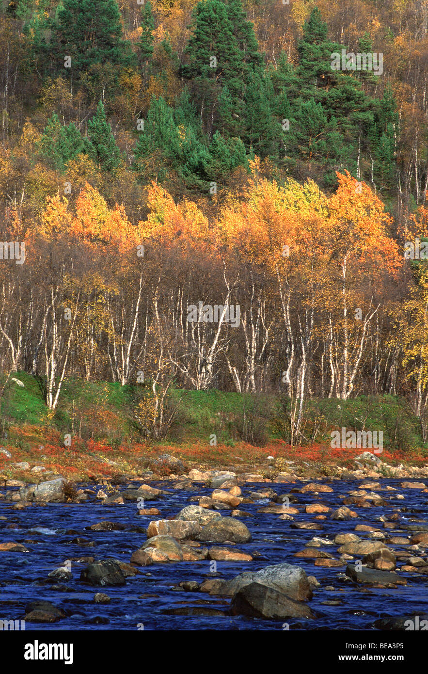 European aspen (Populus tremula) along river in autumn, Finland, Scandinavia Stock Photo