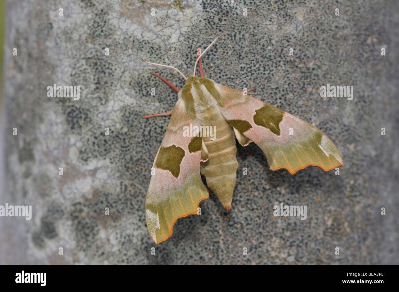 Lindepijlstaart; Lime Hawk-moth Stock Photo