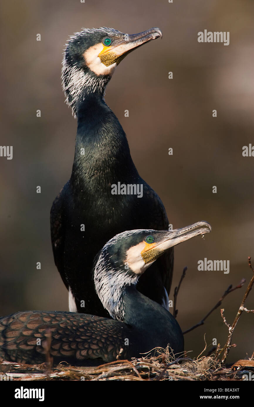 Cormorants mating, displaying and nesting at the colony Stock Photo Alamy