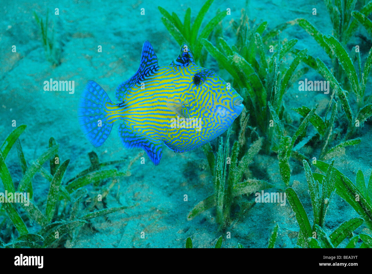 Bluelined Triggerfish, off Marsa Alam, Red Sea, Egypt Stock Photo