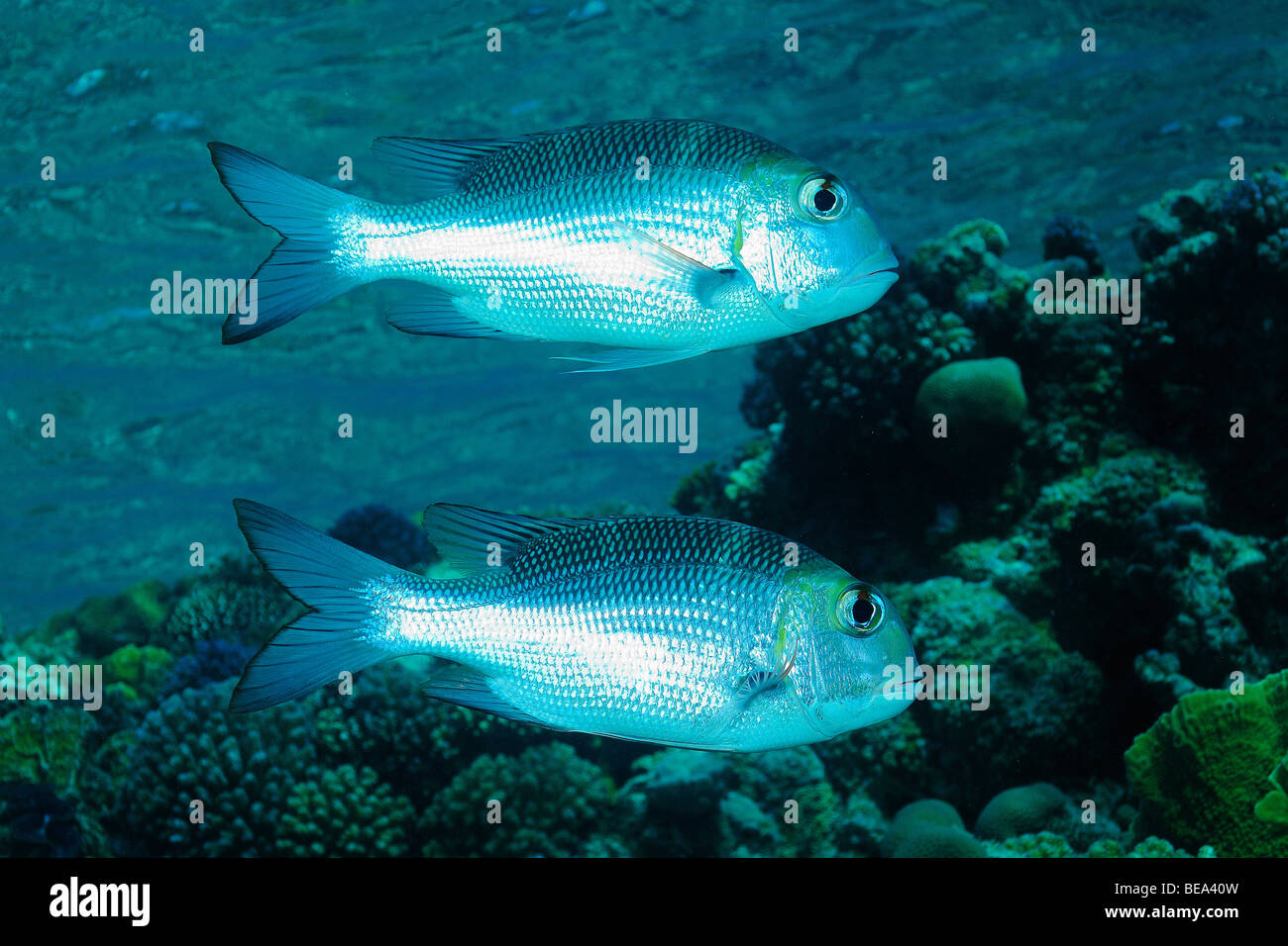 Big-eye bream fishes, off Marsa Alam, Red Sea, Egypt Stock Photo