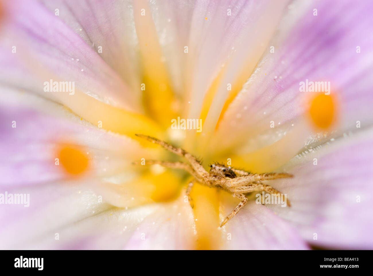 crab spider in an autumn crocus flower Stock Photo