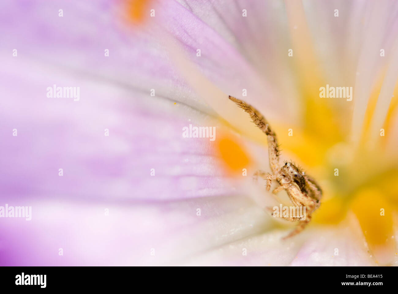 crab spider in an autumn crocus flower; krabspin in bloem herfsttijloos; Stock Photo