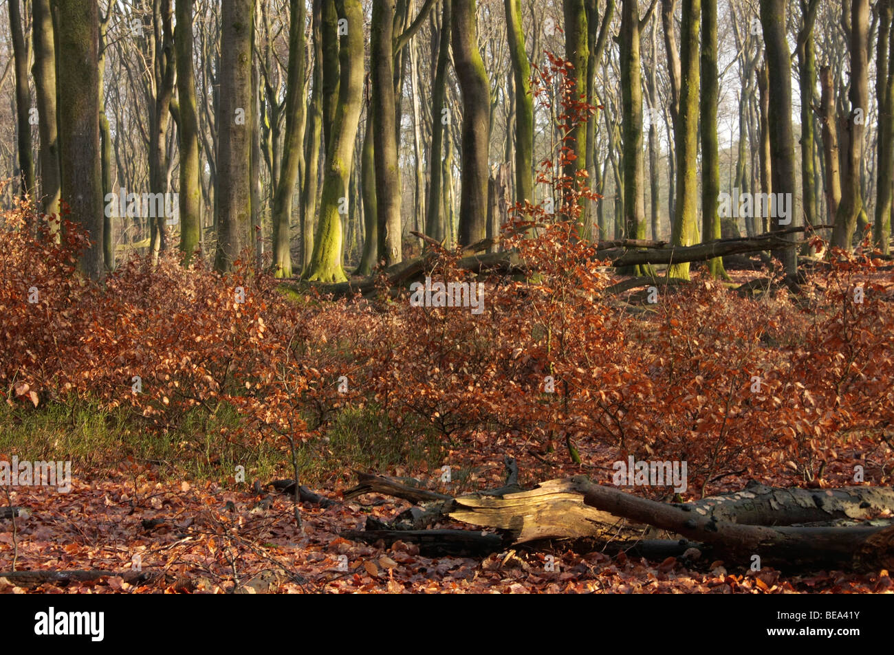 Inheems landschap hi-res stock photography and images - Alamy