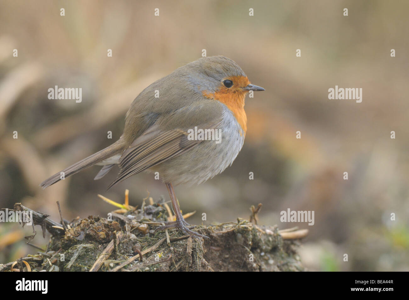 Side view of an European Robin on the side of a field during a misty morning Stock Photo