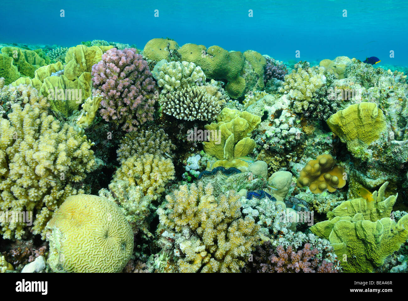 Scenic view on a hard coral colony in Red Sea, Egypt Stock Photo