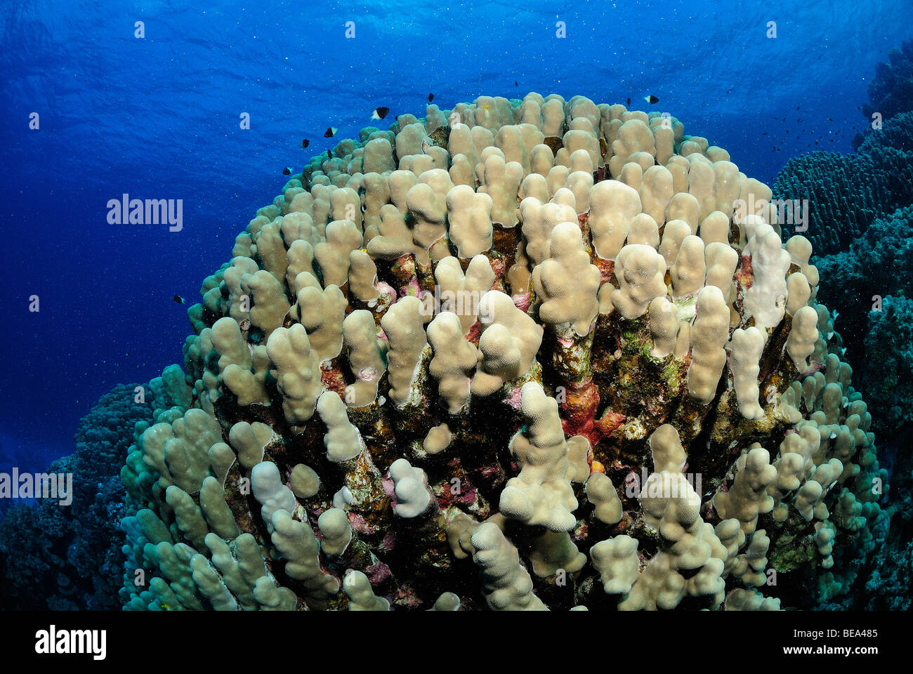 Scenic view on a hard coral colony in Red Sea, Egypt Stock Photo