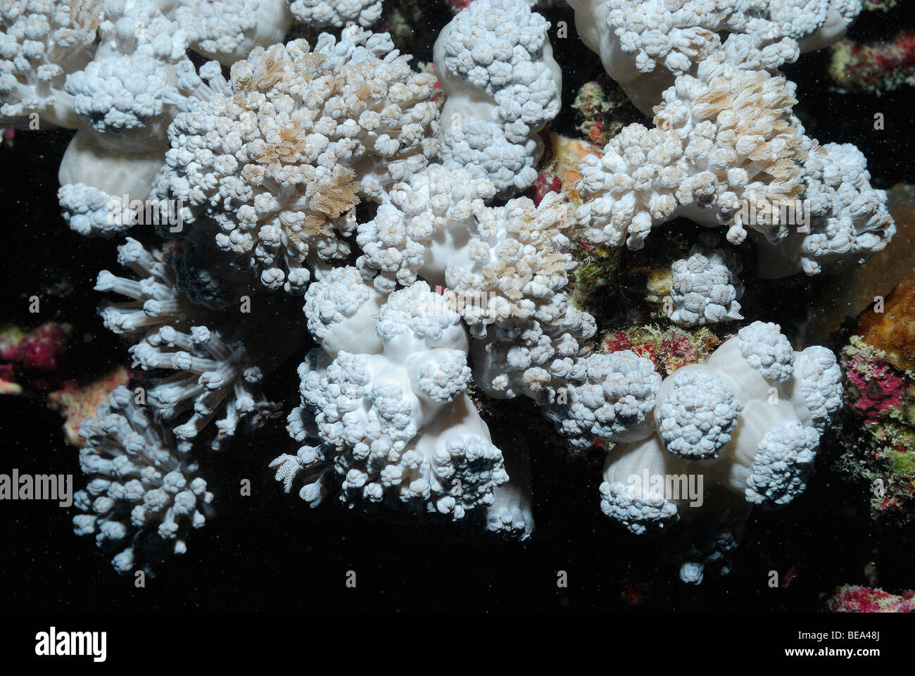 Soft coral colony in Red Sea, Egypt Stock Photo