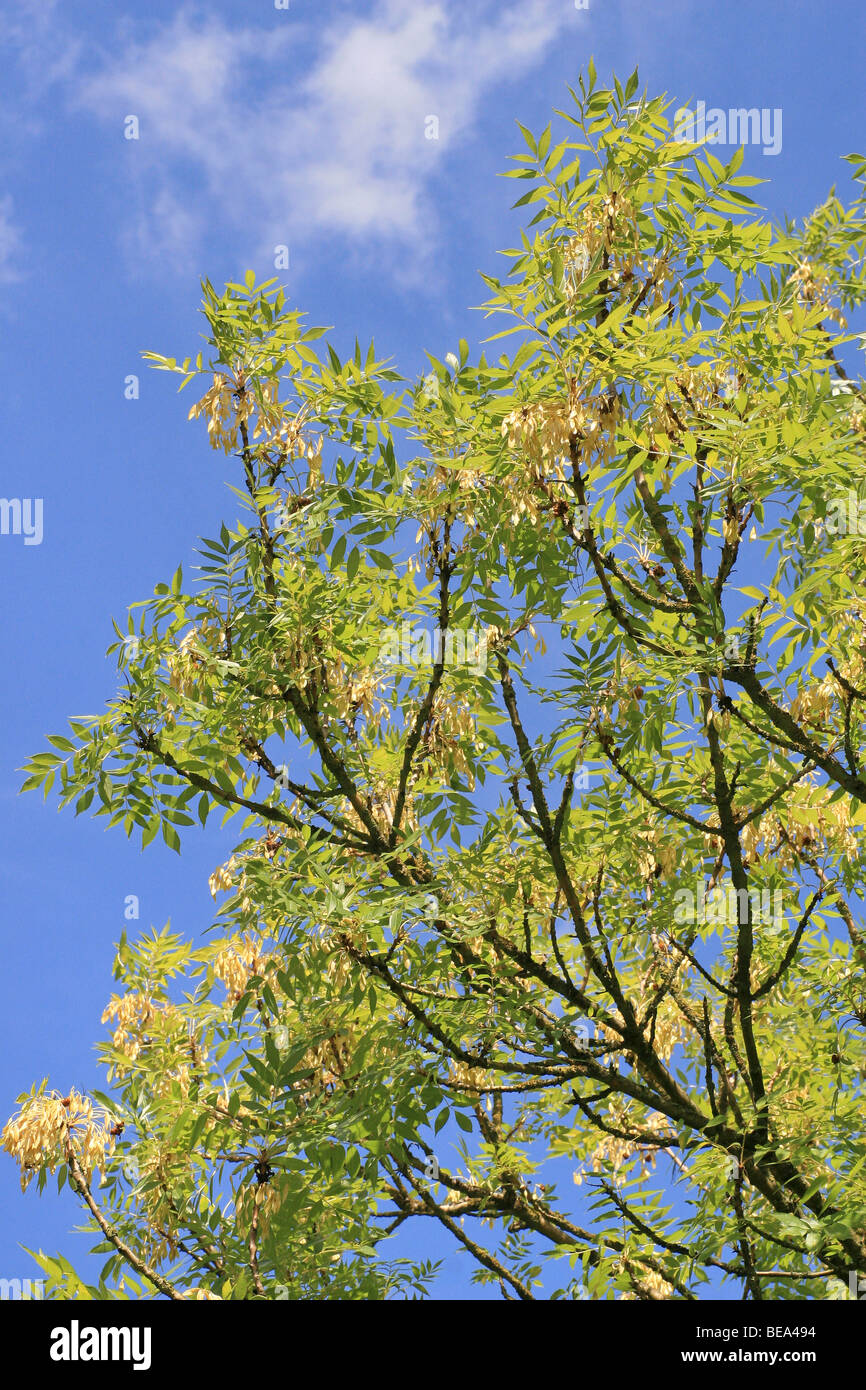 up to 20 meter decorative and diffuse high tree, also in winter with yellow branches and black buds Stock Photo