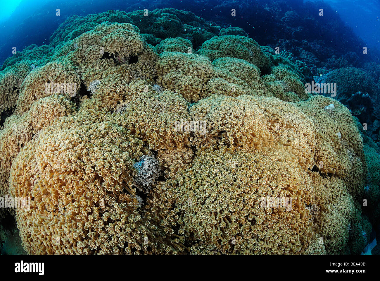 Scenic view on a soft coral colony in Red Sea, Egypt Stock Photo