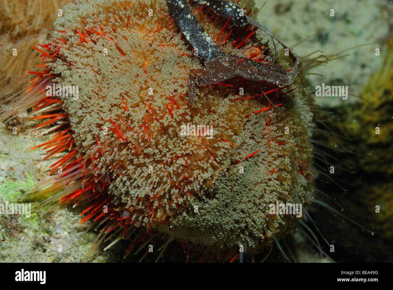 Sea urchin in Red Sea, Egypt Stock Photo