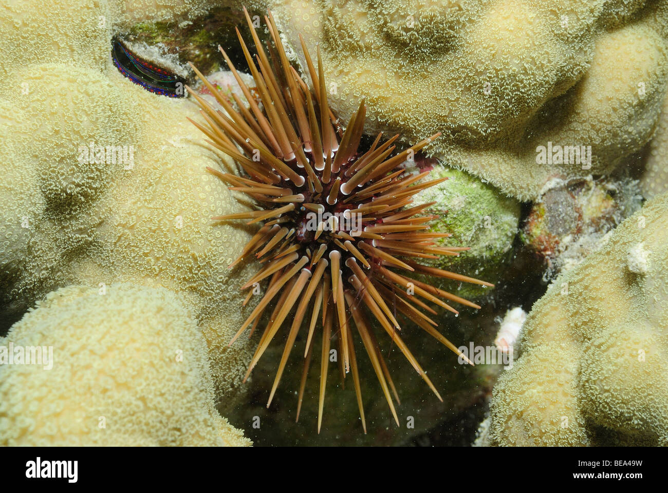 Sea urchin in Red Sea, Egypt Stock Photo