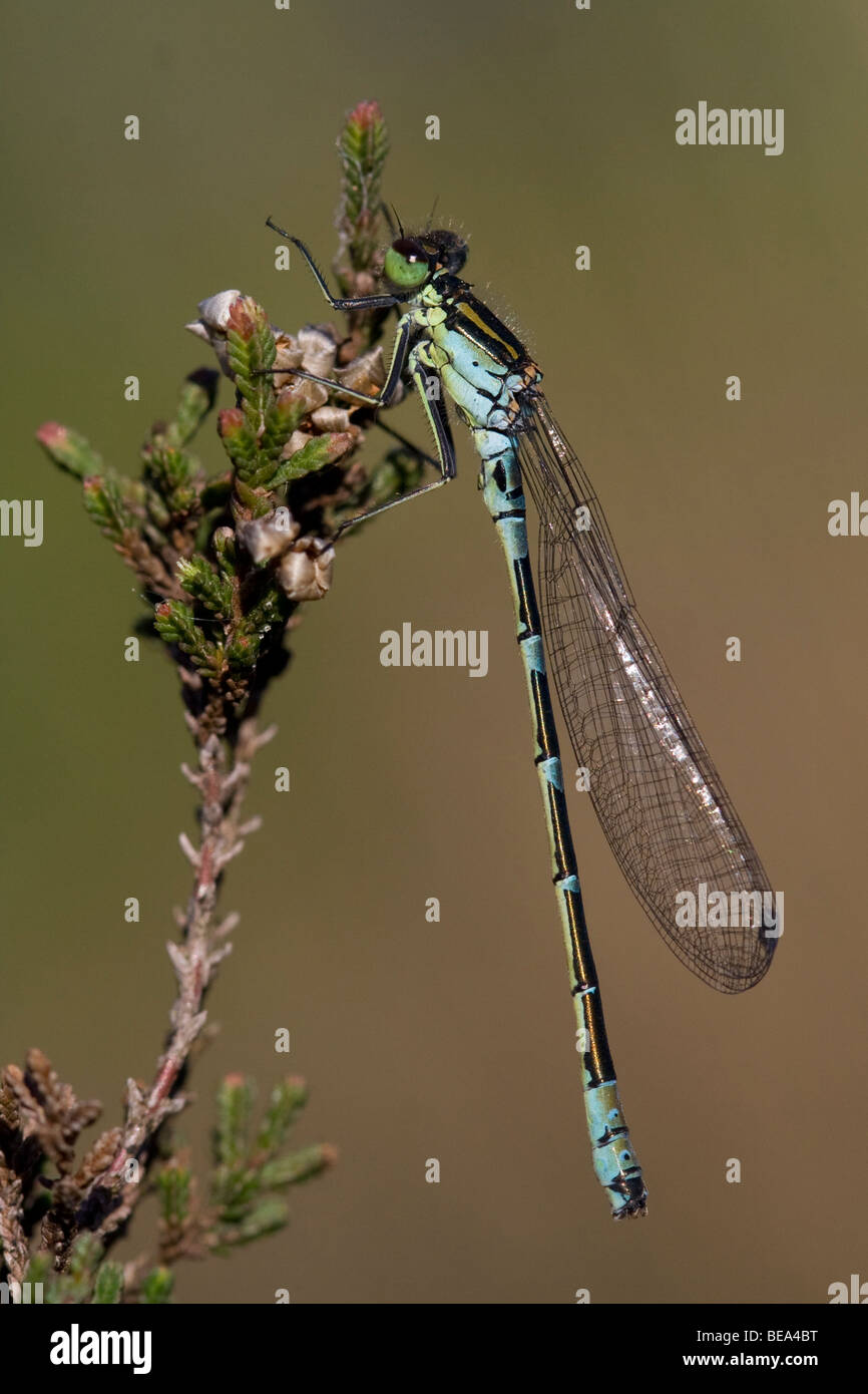 Mannetje van de Maanwaterjuffer; Irish Damselfly Male Stock Photo