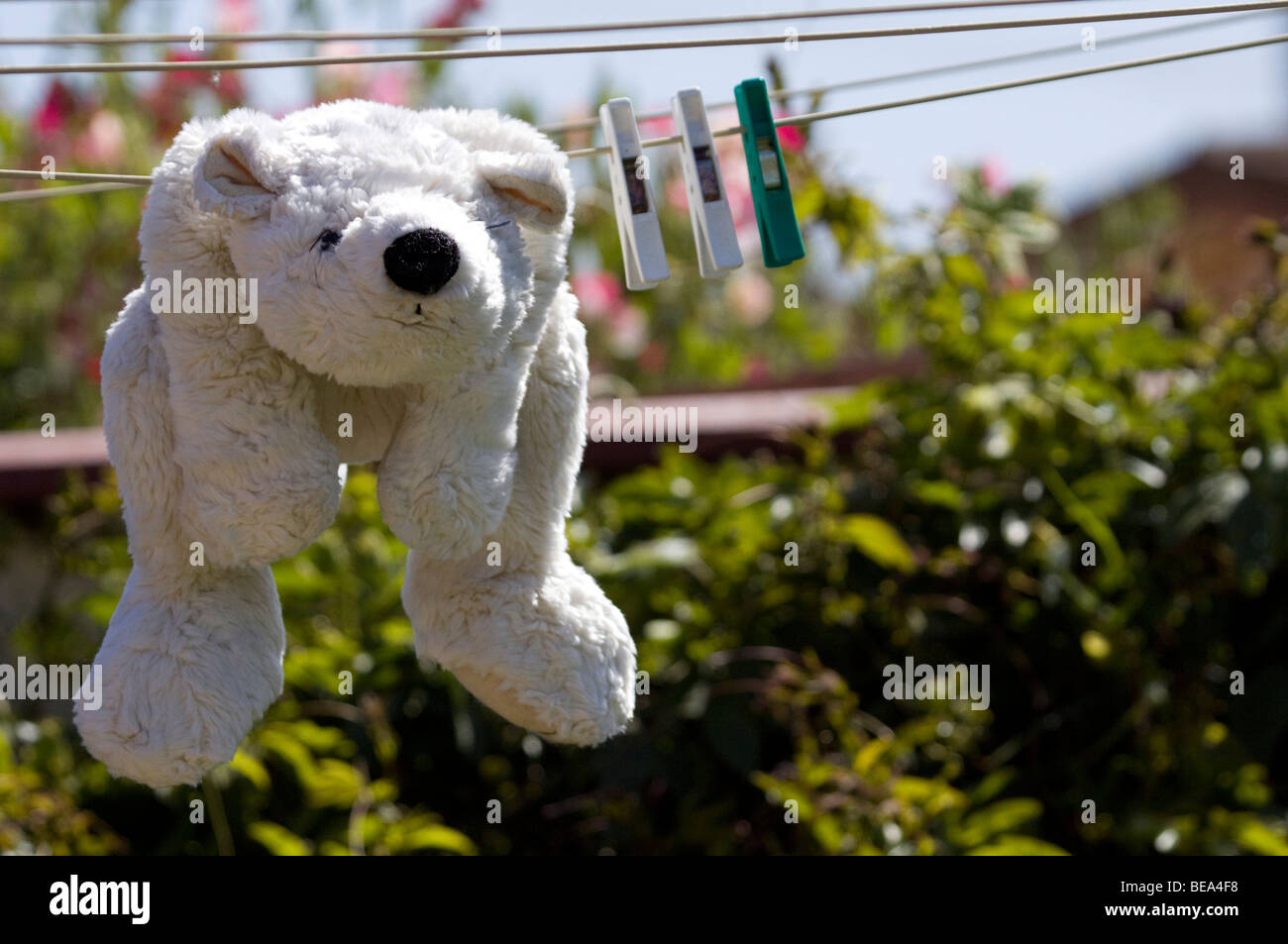 Polar bear teddy drying on a clothes line. Stock Photo