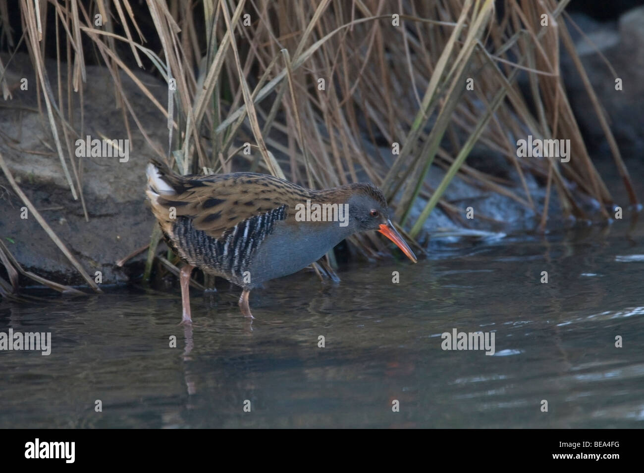 Wasserralle rallus aquaticus water rail rallus aquaticus hi-res stock ...