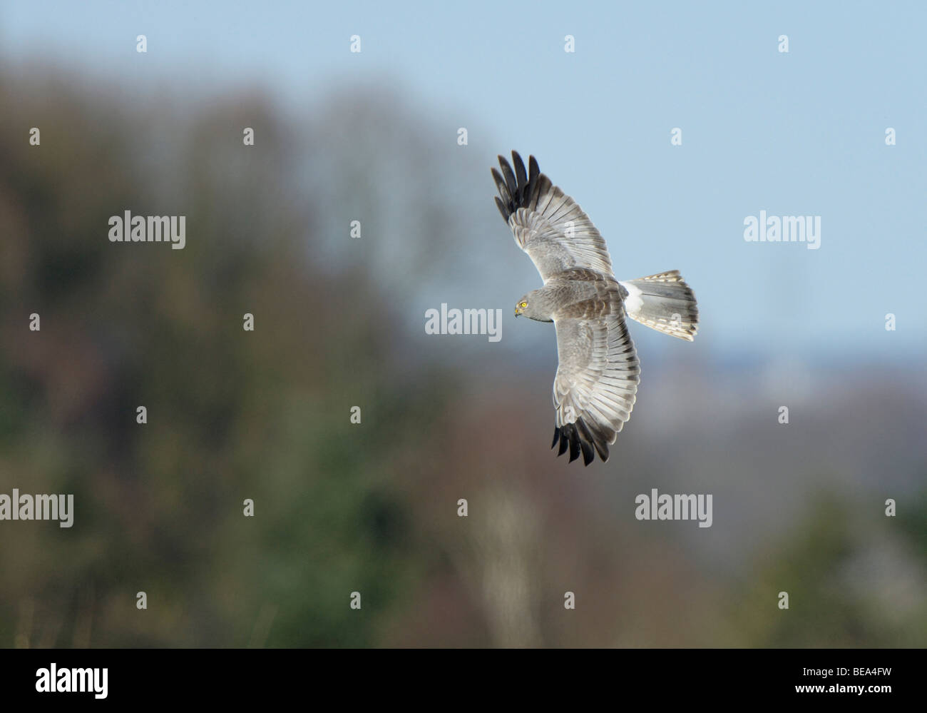 vliegbeeld man Blauwe Kiekendief, bovenaanzicht; male Hen Harrier in flight, upwing view Stock Photo