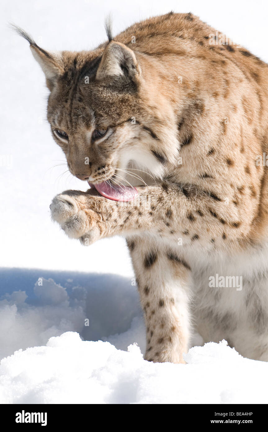 lynx wast zijn linkerpoot;lynx washing left leg Stock Photo Alamy
