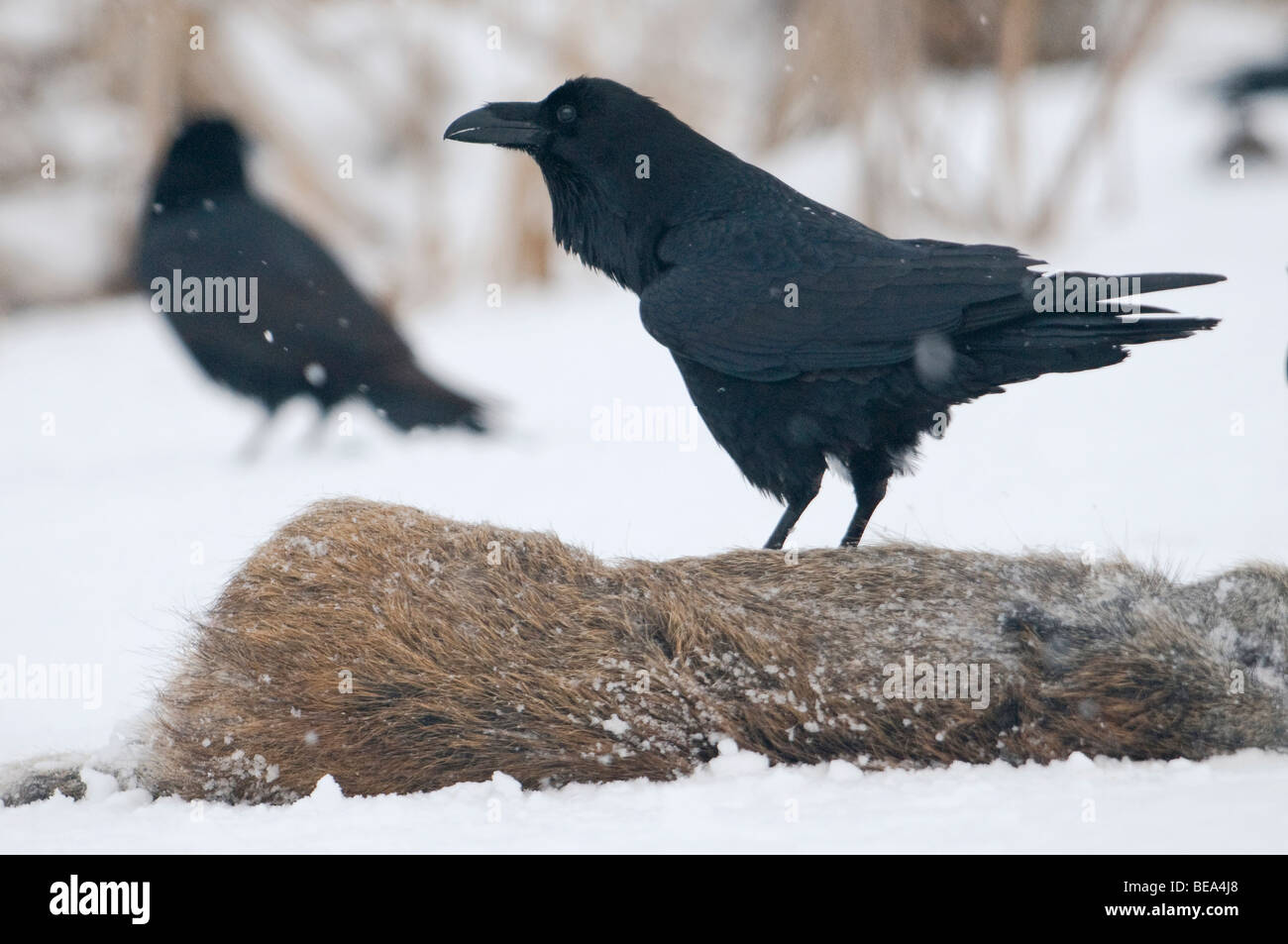 Raaf etend van een dood wild zwijn;Raven eating dead wild boar Stock Photo